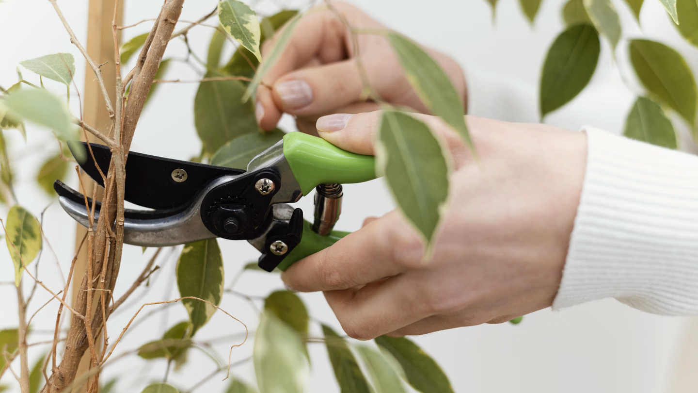 Propagate existing plants using stem cuttings